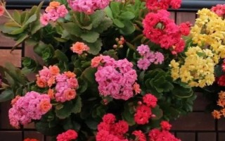 长寿花的养护方法，生长旺盛期可每隔2-3天浇一次水