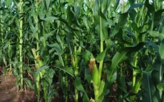 宁单19号玉米种子特点，出苗至成熟134.8天