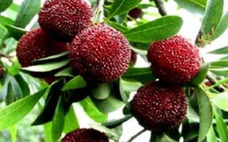 杨梅疏花疏果技术,短截结果枝疏花法最常用