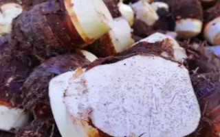 广芋的保存时间，放在冰箱中可以保存8-10天左右