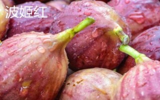 无花果树适合嫁接哪些树种,以波姬红和波尔多品种为宜