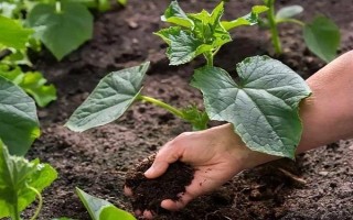 吡虫啉豆角开花后能用吗,可在豆角开花后使用