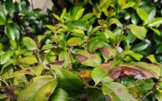 四季茶花好不好养，是比较好养活的花卉