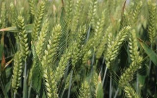 华麦1607小麦种子特征特性,小穗着生密度中等