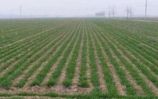 小麦越冬期间为什么会死苗，可能是气候差、品种不耐寒等原因造成