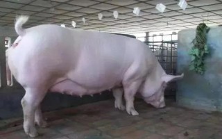 猪的应激反应如何减少，尽可能提供营养好的饲料