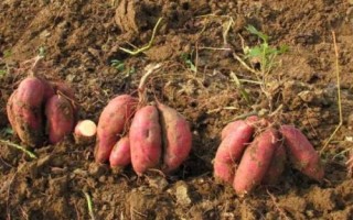 甘薯和红薯的区别,二者其实没有实质性区别、只是叫法有差异