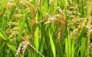 软玉中科水稻种子特点,每亩栽插2万穴