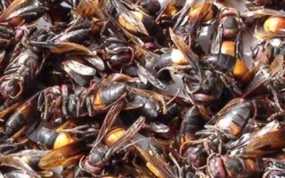 黄腰虎头蜂适合养殖吗，因腹部第1-2节背板呈黄橙色而得名