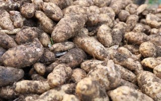 引种天麻要注意什么，当地的气候满足条件才能种植