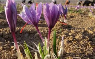 怎么种植藏红花，播种前结合耕翻施足底肥