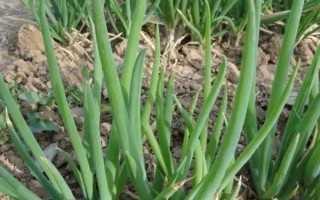 大葱怎么在冬季进行水栽，每隔3天要追施一次营养液