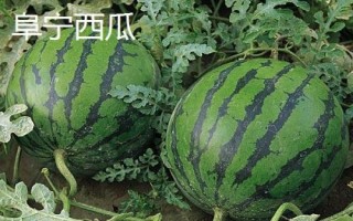 江苏省阜宁县特产,是江淮生态经济区新时代鱼米之乡