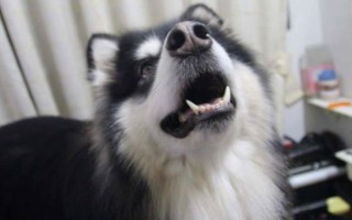 为什么阿拉斯加会哭，可能是它的泪腺有问题