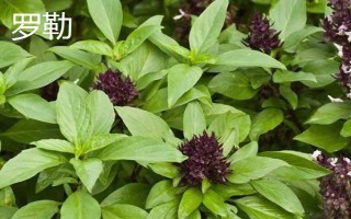 罗勒和荆芥的区别，叶片、味道和叶柄均不同