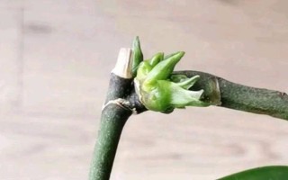 如何让蝴蝶兰憋芽，可以用花梗、断心和切茎憋芽
