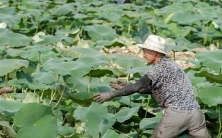 种藕所需投资,每亩需要6700元左右