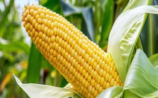 四季219玉米品种简介，种植密度不宜过大