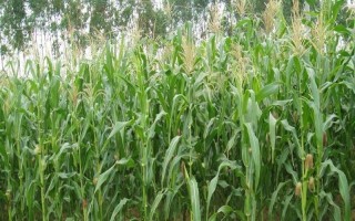 源育19玉米品种简介，中抗小斑病