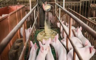 猪不能吃哪些食物，不可吃大蒜、生姜等