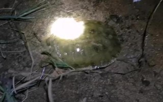 甲鱼夜间的活动规律，夜间活动较为频繁