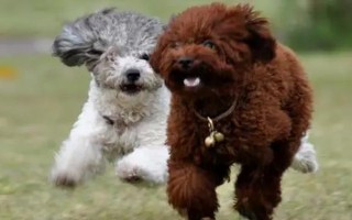 狗狗运动过量的表现，表现为精神萎靡、四肢酸软等