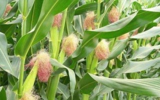 DK802玉米种子简介,适宜密度为每亩5000株左右