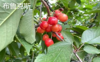 车厘子的品种介绍，常见的有金车车厘子、红灯、美早等