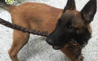 马犬怎么饲养,不同年龄阶段的饲养方法不同