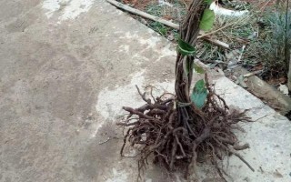 黑老虎的扦插育苗技术，最好在秋季可进行