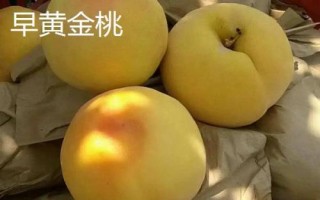 常见的桃子品种,品种较多各具特色