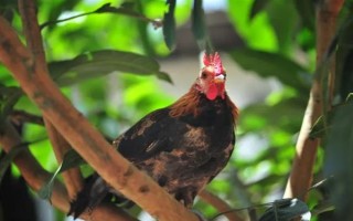 云南省的家畜与家禽地方品种，有六大名猪、名牛、名羊等