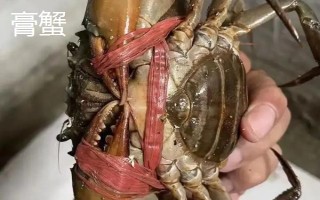 膏蟹和大闸蟹哪个更好吃，两个各有千秋