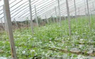 苦瓜的种植技术，控制生长温度在15-28℃之间