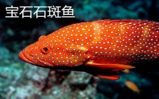 石斑鱼的种类，种类繁多分布在不同地区