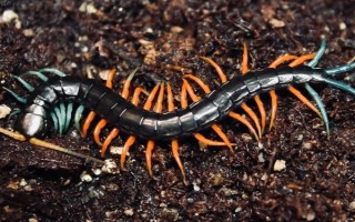 有哪些特色养殖项目,蚕、黄粉虫、土元、蜈蚣均属于特色养殖