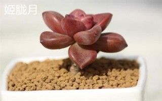 姬胧月和胧月有什么区别，前者是草本植物、后者是常绿灌木