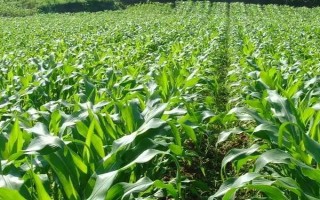 登海173玉米种子特征特性,亩种植密度4500株