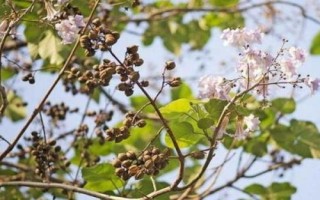 怎么防治泡桐苗木的常见病虫害,需根据实际情况采取针对性措施