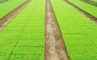 吉农大679水稻品种简介,7月上中旬注意防治二化螟