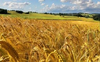 皇斤麦7小麦品种的特性，该品种属半冬性中熟品种