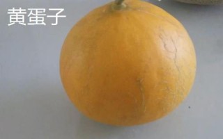 新疆哈密瓜的品种，西州蜜深受全国人们喜爱
