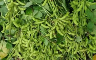 长农24大豆品种的特性,中抗大豆灰斑病