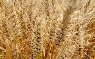 新春39号小麦品种简介，生育期天数92天左右