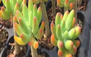 八千代的养殖方法，生长期间每个月追施一次肥料