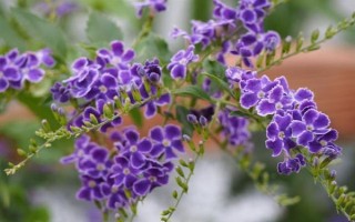 金露花的耐寒温度，可耐寒零度