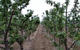 车厘子怎么种植,萌芽开花期、果实生长期都要追肥