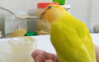 怎么配制鹦鹉奶粉，将奶粉和水按比例调配即可