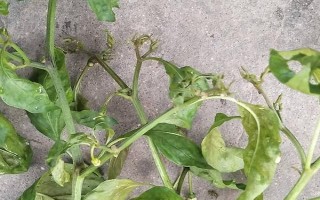 辣椒长蚜虫怎么处理，需要对种植场所进行适当的清理