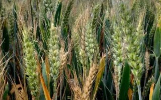 西农928小麦种子特征特性，适宜播期9月15-28日